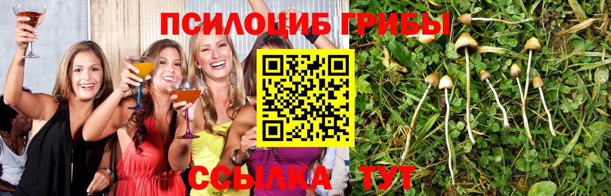 Псилоцибиновые грибы Psilocybe Аксай